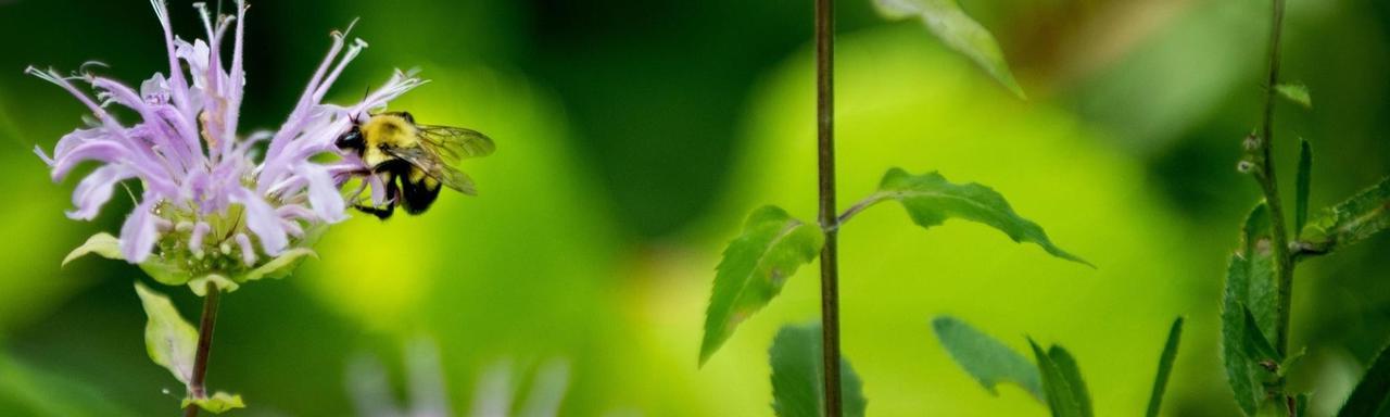 蜜蜂为花授粉的特写镜头